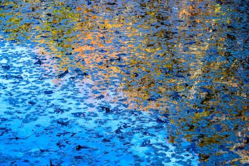 Abstract;Abstraction;Aqua;Autumn;Blue;Botanical;Brown;Calm;Close-up;Fall;Fallen;Fallen Leaves;Gold;Healing;Leaf;Lily Pad;Lily Pads;Line;Mirror;Nature;Pastoral;Ripple;Shape;Tan;Wabi Sabi;Warm Colors;Warm Palette;Warm Tones;Water;Waterscape;Yellow;botanicals;color;foliage;green;lake;landscape;leaves;oneness;orange;pattern;peaceful;plant;plants;pond;pool;red;reflection;reflections;restful;serene;soothing;texture;tranquil;vegetation;zen